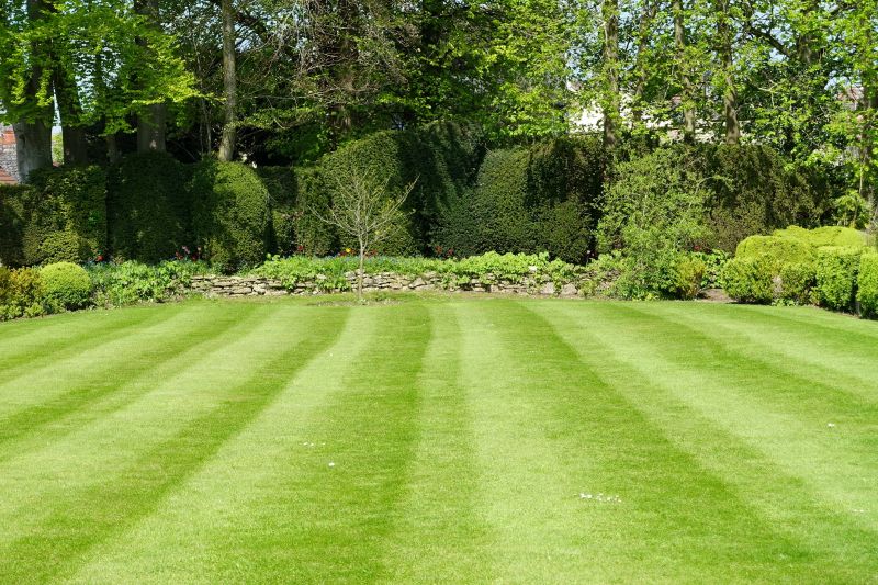 Healthy Lawn